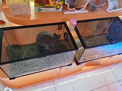 -可爱抓 COCO  GOTCHA(天津鹏欣水游城店)