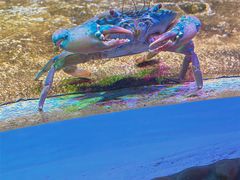 -珠海长隆海洋王国