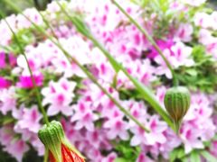 -南通洲际绿博园