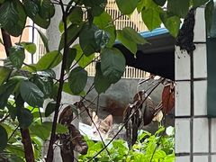 -光明刘冰乳鸽店(光明法政北路店)