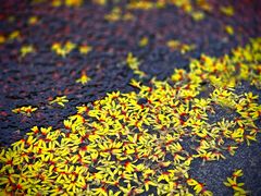 -西山漾湿地公园