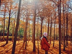 -上海海湾国家森林公园