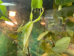 -上海大自然野生昆虫馆(东方明珠·爬宠昆虫探索中心)