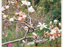 -云溪植物园