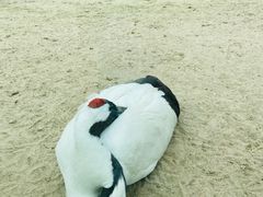 -盐城丹顶鹤湿地生态旅游区