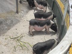 -前小桔亲子创意农场·草莓采摘·露营烧烤