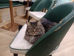 -安格丽娜·狗咖·猫咖羊驼咖(春熙路百盛商场店)