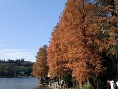 -深圳仙湖植物园