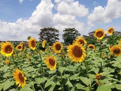 -迪茵湖田家舍生态农场