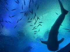 -珠海长隆海洋王国