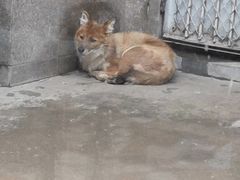 -西安秦岭野生动物园