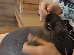-猫猫幼稚园·撸猫·桌游·电玩