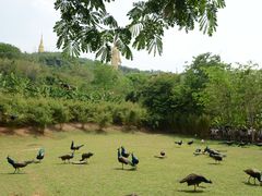 -西双版纳勐泐文化旅游区
