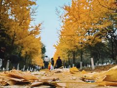 -长白岛森林公园