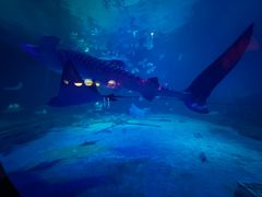 -烟台海昌鲸鲨海洋公园