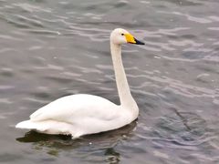 -烟墩角天鹅湖