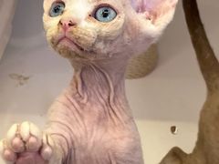 -翊宠yipet猫狗购宠庄园犬舍•猫舍