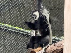 -合肥野生动物园