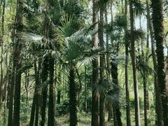 -上海共青森林公园