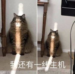 -花师傅