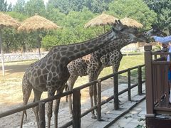 -北京野生动物园