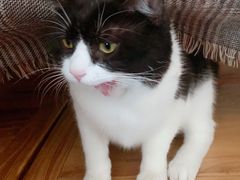 -萌兽医馆·犬猫专科·眼科中心·宠物医院(朝阳门分院)