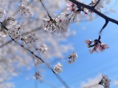 -高东镇樱花园