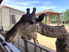 -石家庄市动物园