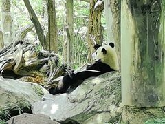 -都江堰中华大熊猫苑