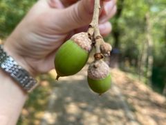 -上海佘山国家森林公园西佘山园