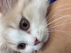 -天使宠物医院·犬猫分诊(彩虹店)