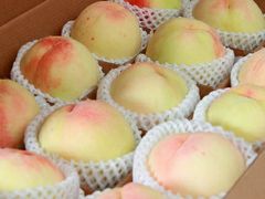 -南汇新场正宗水蜜桃采摘