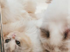 -momokira米努特·德文卷毛猫·棉花面纱犬