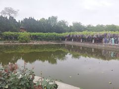 -嘉定紫藤园