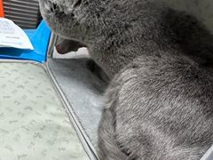 -伟伟宠物医院·CT影像中心·瑞派犬猫综合性门诊(汉口总院)