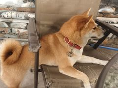 -柴犬高等学院·狗咖·柴犬售卖·宠物训练