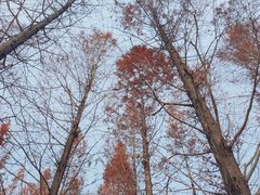 景点-白鹭湾湿地公园