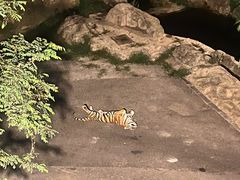 -大连森林动物园