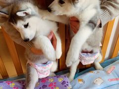 -Husky Go! 哈士奇体验馆·宠物咖啡厅狗咖