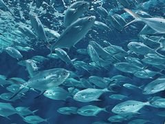 -上海海洋水族馆