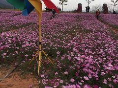 -天适樱花悠乐园
