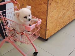 -怪兽屋·羊驼·猫咖·狗咖(俊华广场店)