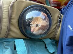 -瑞派旺宝宠物医院·犬猫全科综合·尿道专科(莲兴院)