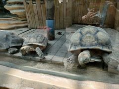 -大连森林动物园