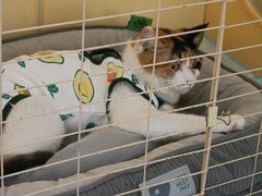 -瑞鹏宠物医院·爱宠堂·骨外专科(西荷分院)