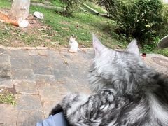 -纳吉亚猫专科动物医院·北北分院