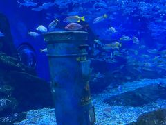 -海合安武汉极地海洋公园