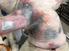 -辛巴宠物医疗中心·骨科·内分泌专科·心肾专科(亭林公园店)