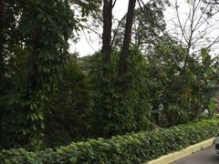 -广州市流溪河国家森林公园
