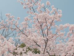 -顾村公园